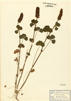 藏品(克林生三葉草)的圖片